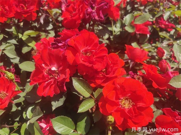 龙岩月季应用和月季景观(图1)