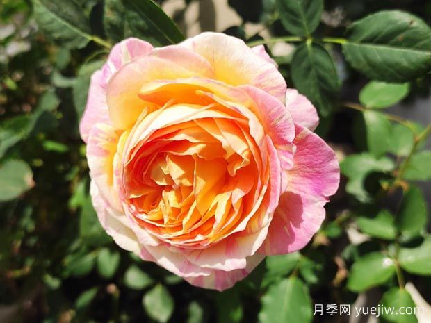 广州月季应用和月季景观(图1)