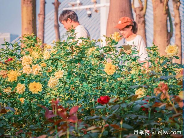 珠海月季应用和月季景观(图3)