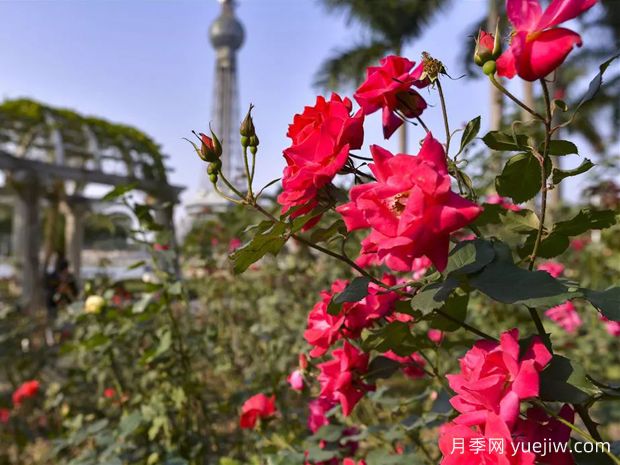 佛山月季应用和月季景观(图2)