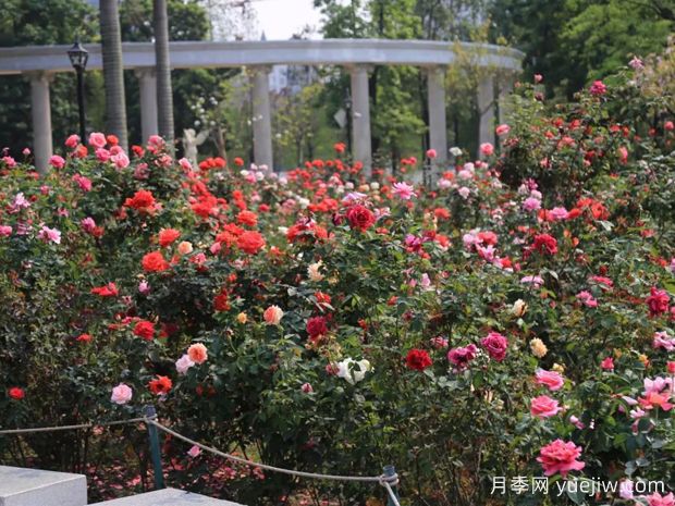 佛山月季应用和月季景观(图3)