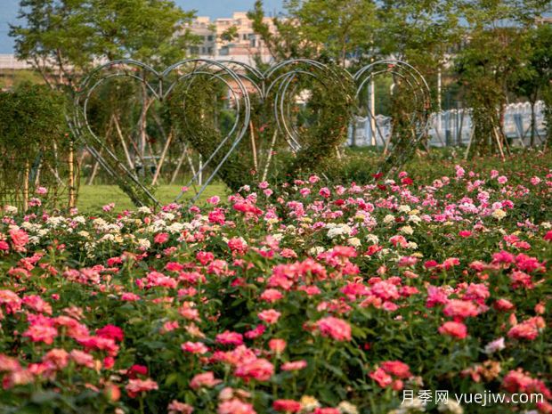 肇庆月季应用和月季景观(图4)