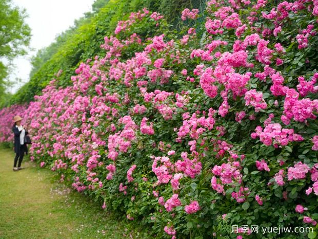 西安月季应用和景观图集(图2) 西安月季应用和月季景观(图2)
