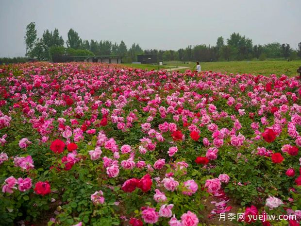 西安月季应用和景观图集(图3) 西安月季应用和月季景观(图3)