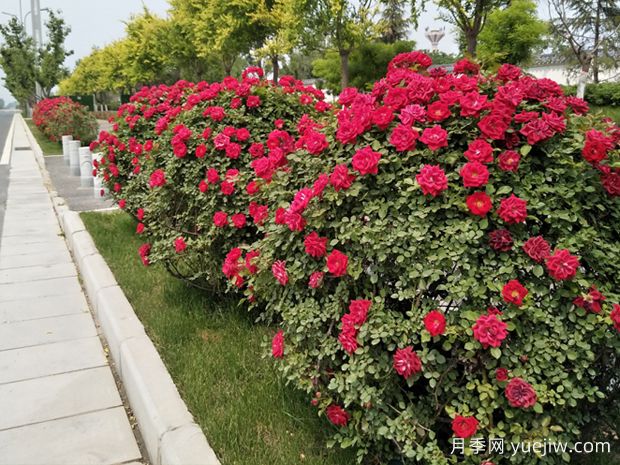 西安月季应用和景观图集(图4) 西安月季应用和月季景观(图4)