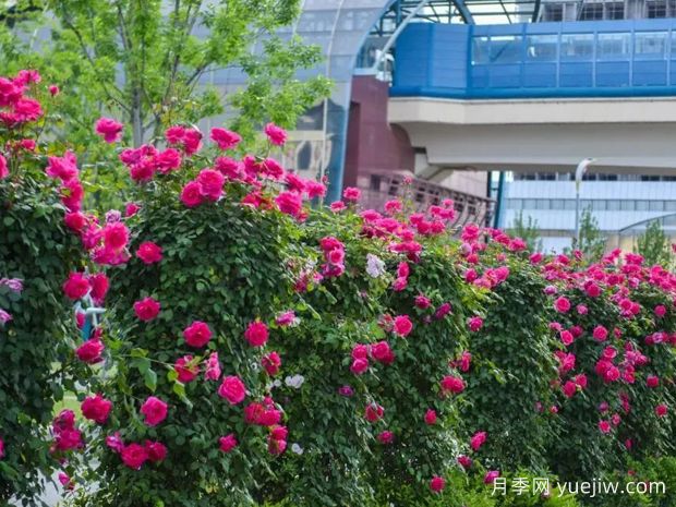 西安月季应用和景观图集(图5) 西安月季应用和月季景观(图5)