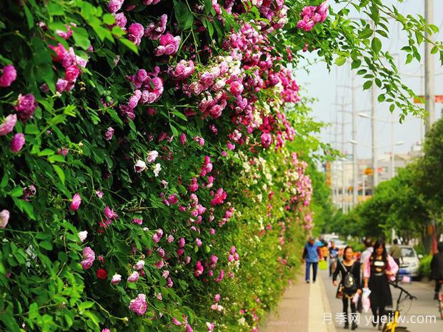 咸阳月季应用和月季景观(图4)