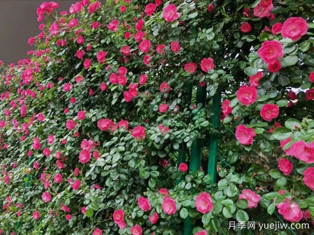 安康月季应用和月季景观(图3)
