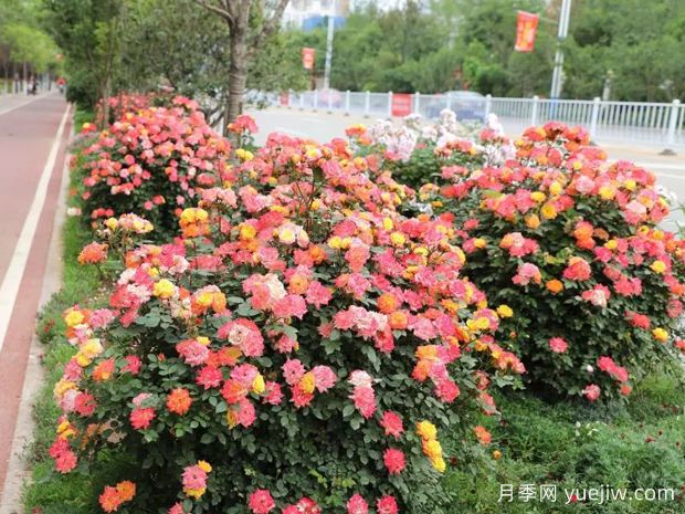 商洛月季应用和月季景观(图3) 商洛月季应用和月季景观(图3)