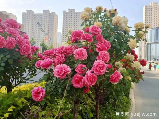 临夏高杆月季激情绽放,让临夏州美不胜收(图2) 临夏高杆月季激情绽放,让临夏州美不胜收(图2)