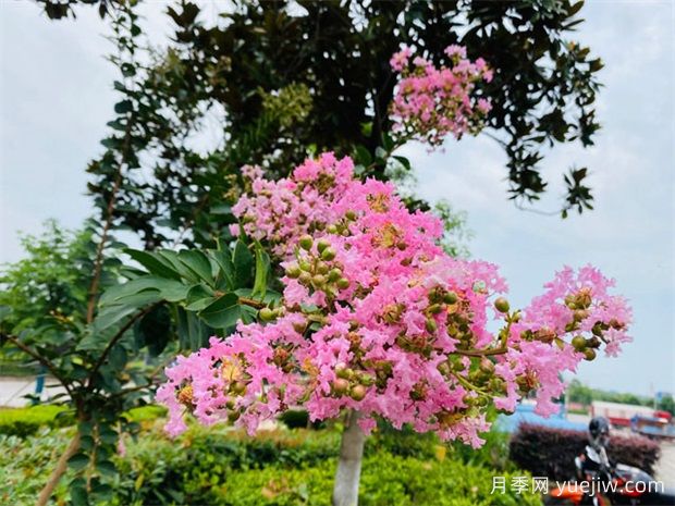 紫薇树怎么种植?需要怎么样的生长环境?(图1) 紫薇树怎么种植?需要怎么样的生长环境?(图1)