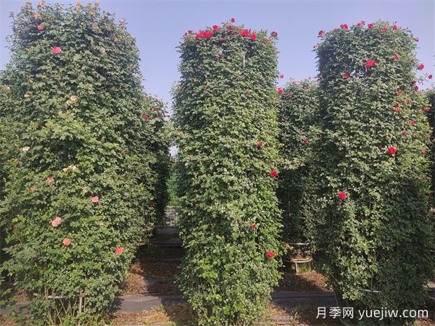 藤本月季花柱的优点和制作步骤(图1) 藤本月季花柱的优点和制作步骤(图2)