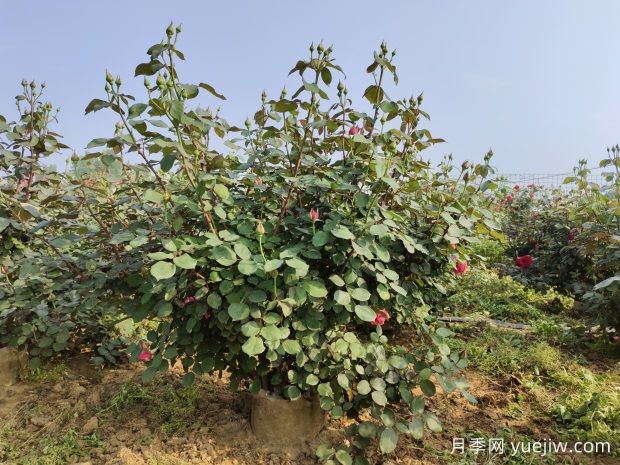 5年丛生大冠幅绯扇粉扇容器月季苗批发(图4)