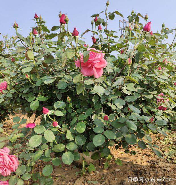 5年丛生大冠幅绯扇粉扇容器月季苗批发(图2)