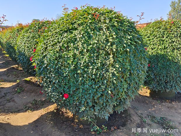 小苗拼栽类球的产生及应用(图1)