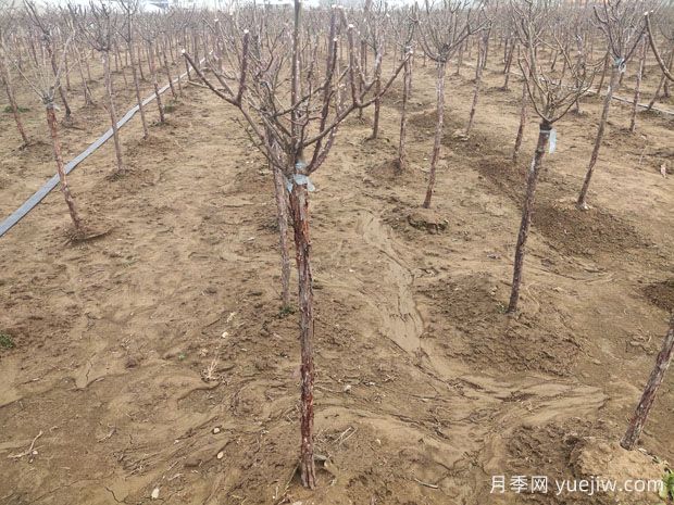 一朵月季花种出大产业 春节期间南阳石桥镇静候花开(图2) 一朵月季花种出大产业,春节期间南阳石桥镇静候花开(图2)