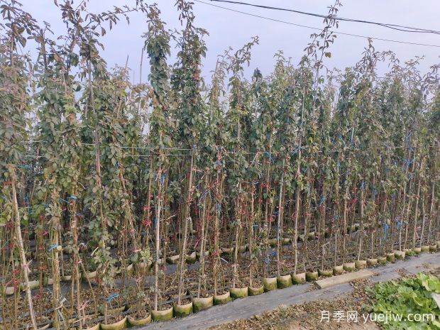 2米高插竹竿藤本安吉拉月季批发供应(图2) 南阳基地2米高安吉拉月季批发供应(图2)