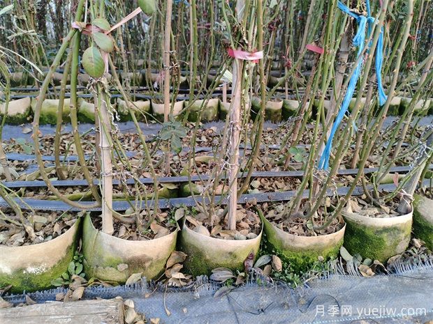 2米高插竹竿藤本安吉拉月季批发供应(图3) 南阳基地2米高安吉拉月季批发供应(图3)