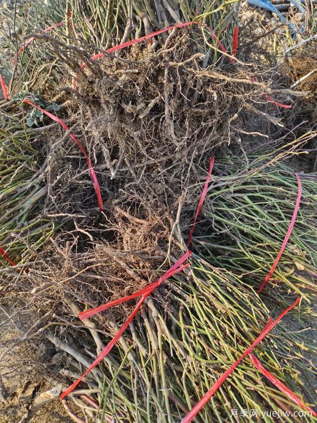 6千棵月季裸根苗出发周口苗圃(图1)