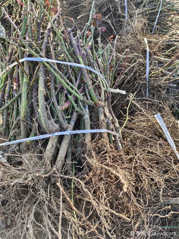 6千棵月季裸根苗出发周口苗圃(图3)