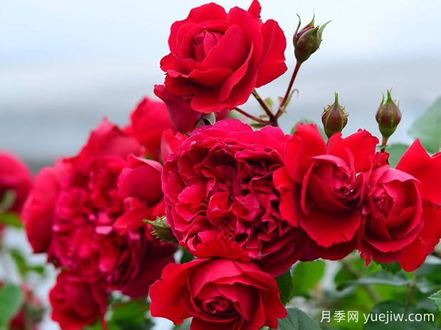 好看又好养的藤本月季,佛罗伦蒂娜月季快速成花墙(图2) 好看又好养的藤本月季,佛罗伦蒂娜月季快速成花墙(图2)