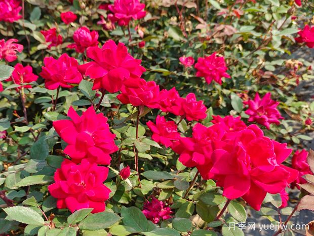 养月季不难,养殖方法和注意事项在这里(图1) 养月季不难,养殖方法和注意事项在这里(图1)