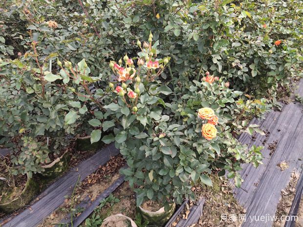 月季施肥不当产生肥害,该如何补救?(图1) 月季施肥不当产生肥害,该如何补救?(图1)