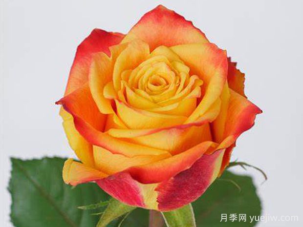 欢乐颂月季/瑟兰(图2) 欢乐颂月季/瑟兰(图2)