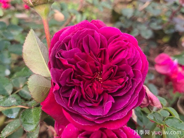 情人节送蓝色妖姬还是红玫瑰?(图1) 情人节送蓝色妖姬还是红玫瑰?(图1)