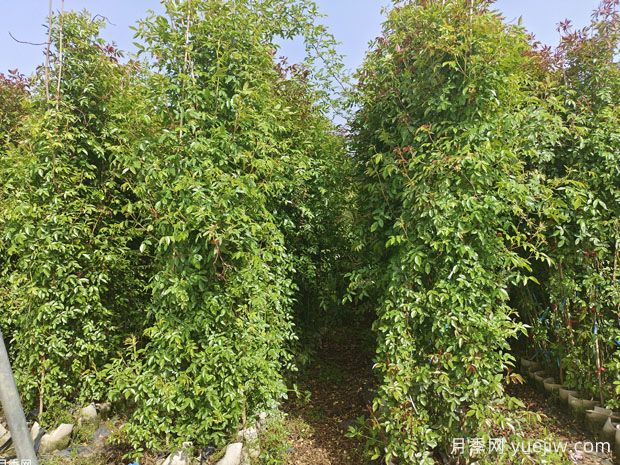 种上木香蔷薇花蛮强爆花,红橙白黄木香你喜欢哪个?(图3) 种上木香蔷薇花蛮强爆花,红橙白黄木香你喜欢哪个?(图3)