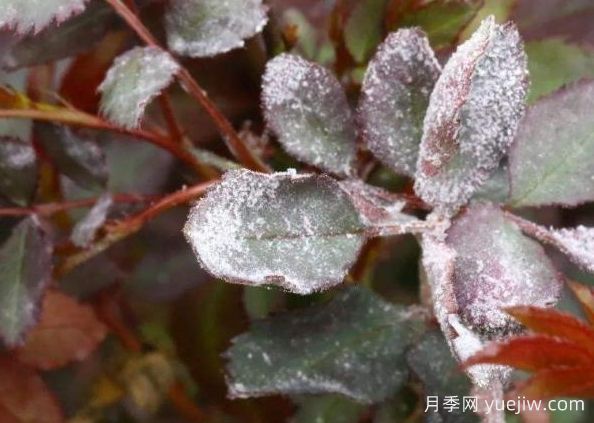 月季病害识别与治疗,黑斑病白粉病锈病全解析(图1) 月季病害识别与治疗,黑斑病白粉病锈病全解析(图1)