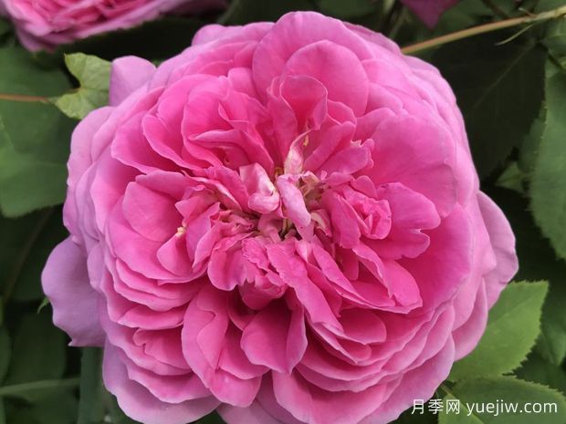 月季育种家：法国Francois Lacharme(图1)