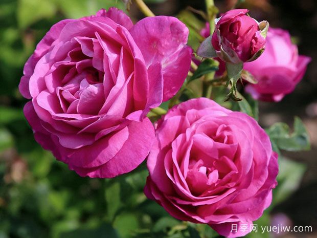 利用泡沫扦插月季更容易，扦插成活非常高(图1)