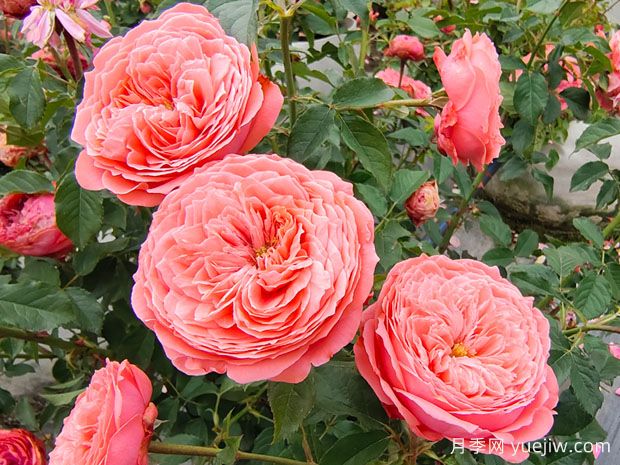 月季花什么时候开？月季花怎么养？月季花语是什么？(图1)