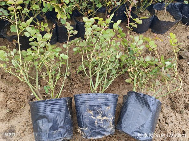 月季每平方米种多少株？不同株型1平方数量不同(图2)