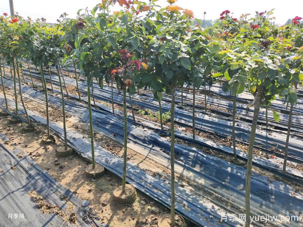 小高杆月季树批发价格多少?南阳产地批发价格低?(图2) 小青杆月季树批发价格多少?南阳产地棒棒糖月季批发价格低(图2)