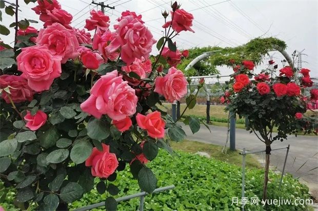 轻松区分月季、玫瑰和蔷薇ROSE三姐妹，不再迷茫于爱情花海(图5)