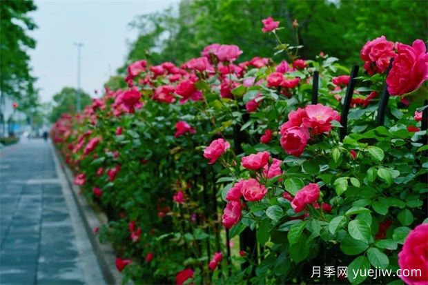 轻松区分月季、玫瑰和蔷薇ROSE三姐妹，不再迷茫于爱情花海(图6)