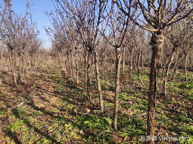 冻害过后，植物如何应对？(图1)