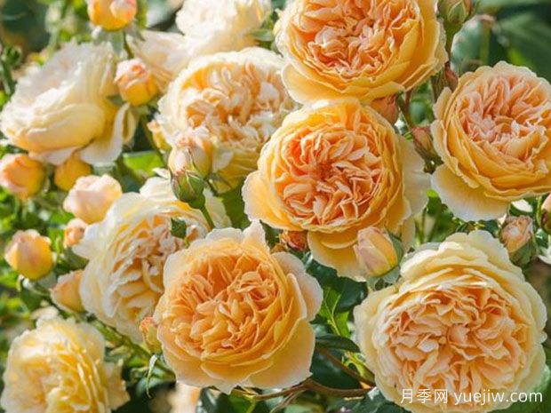 推荐11种藤本月季,复花快花期长,不愧是开花机器(图3) 推荐11种藤本月季,复花快花期长,不愧是开花机器(图4)