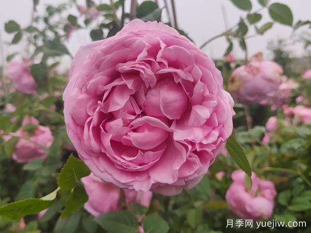 推荐11种藤本月季,复花快花期长,不愧是开花机器(图4) 推荐11种藤本月季,复花快花期长,不愧是开花机器(图5)