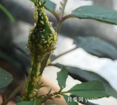 月季常见病虫害之蚜虫的习性和防治措施(图1) 月季常见病虫害之蚜虫的习性和防治措施(图1)