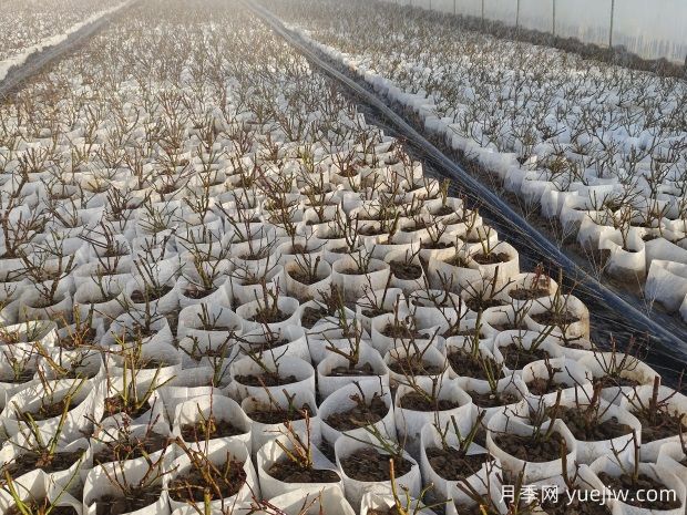 月季花繁殖方法：播种、嫁接与分株的优缺点是什么？(图1)