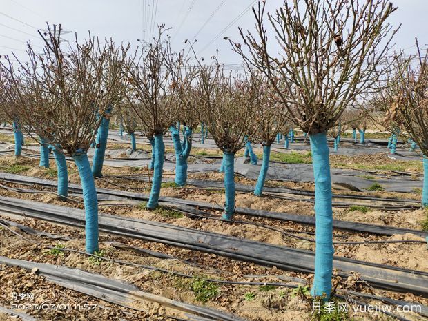 树状月季耐寒多少度？(图1)