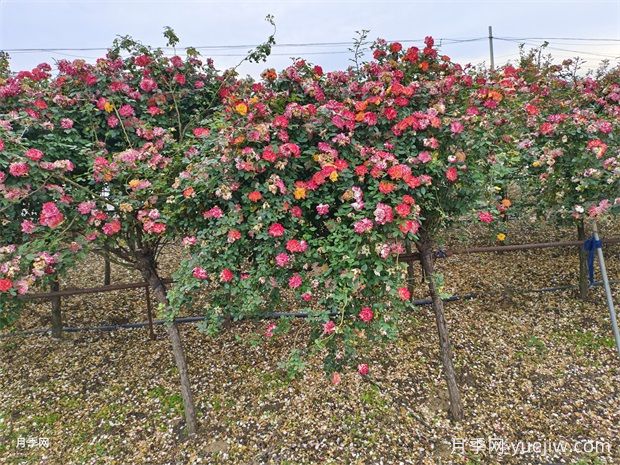 五色藤彩虹树状月季多规格美化园林庭院(图4) 五色藤彩虹树状月季多规格美化园林庭院(图4)