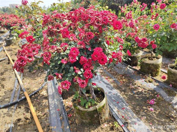 老桩提根月季精品美植袋苗现货供应盆景(图1) 老桩提根月季精品美植袋苗现货供应盆景(图1)