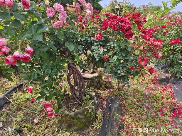 老桩提根月季精品美植袋苗现货供应盆景(图2) 老桩提根月季精品美植袋苗现货供应盆景(图2)