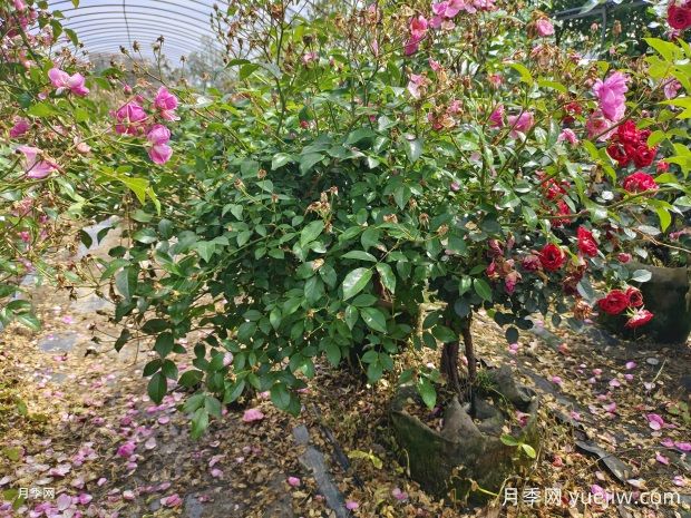 老桩提根月季精品美植袋苗现货供应盆景(图3) 老桩提根月季精品美植袋苗现货供应盆景(图3)