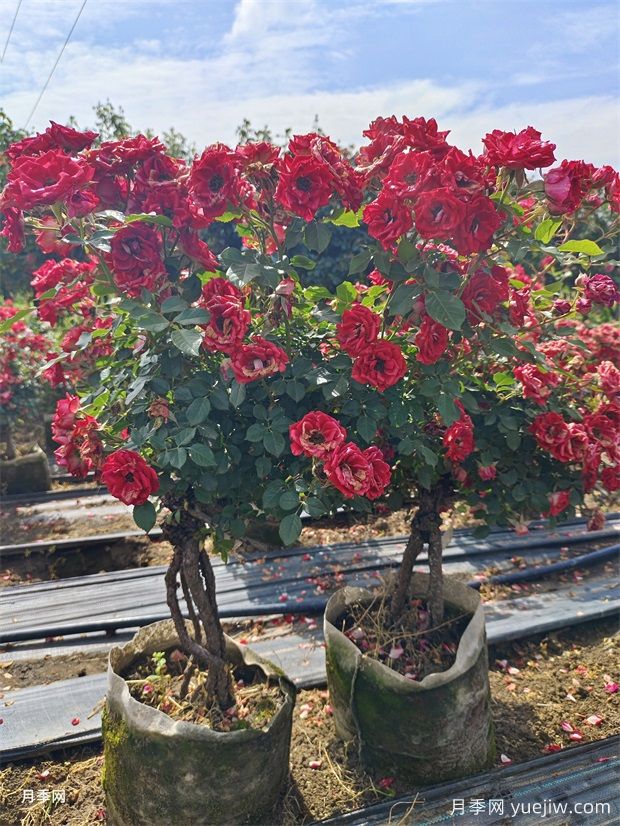 老桩提根月季精品美植袋苗现货供应盆景(图4) 老桩提根月季精品美植袋苗现货供应盆景(图4)