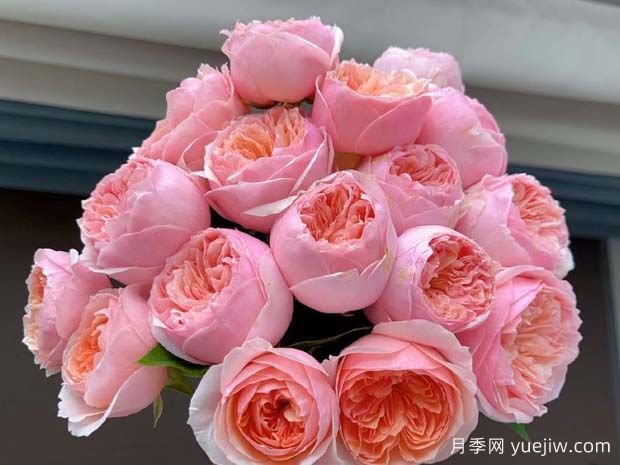 罗密欧月季/粉色朱丽叶(图1)